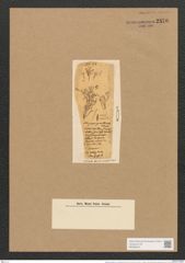 Berkeleya parasitica var. gracillima (W.Sm.) Grun. (de-Toni-Nr.: Genus 21, Species 1235) Zeichnungen Sammlung Grunow Nr. 2376 (NHMW-BOT-W0369510)